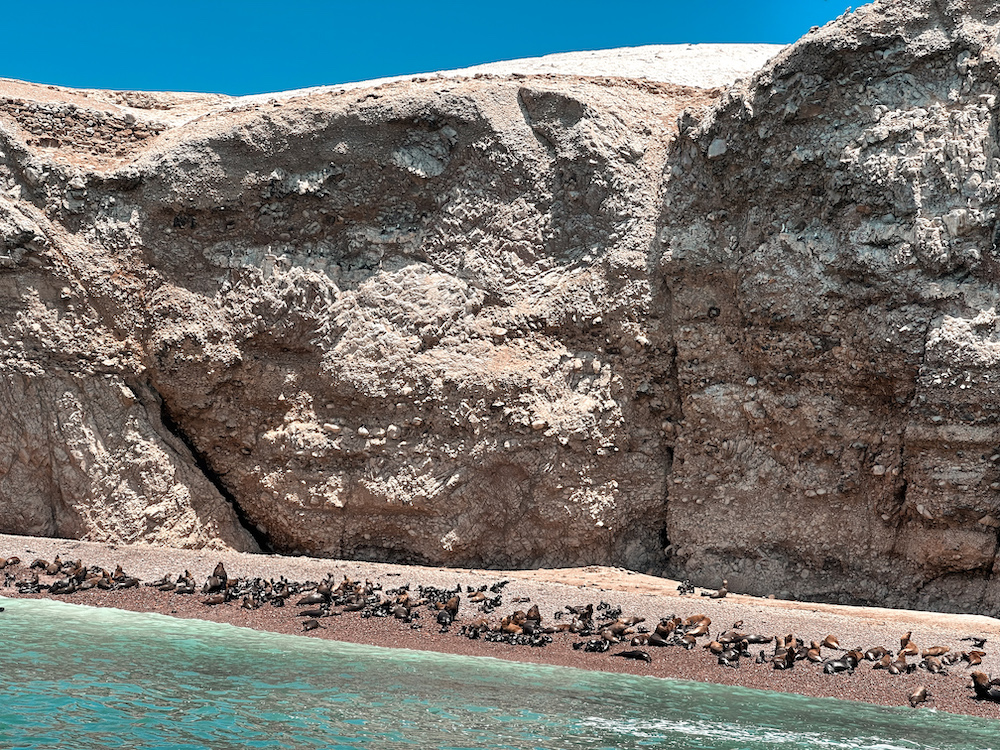 Sea Lions in Paracas