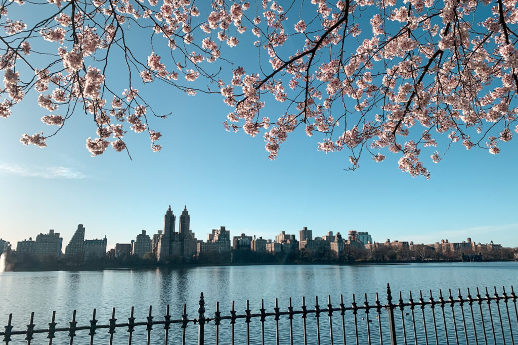 Cherry Blossoms in Central Park