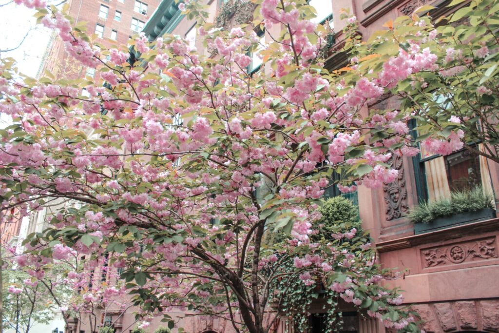 Spring Flowers in NYC