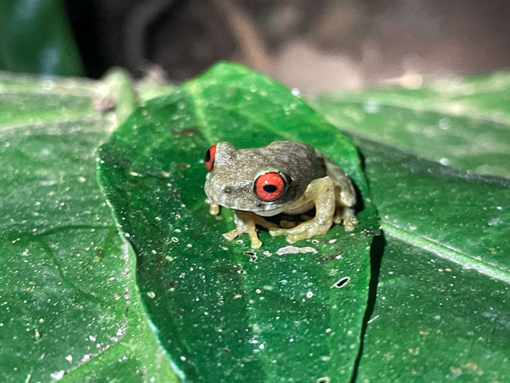 Frog in Costa Rica