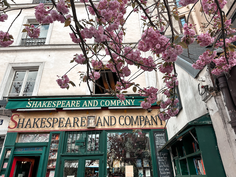 Cherry blossoms outside Shakespeare and Company