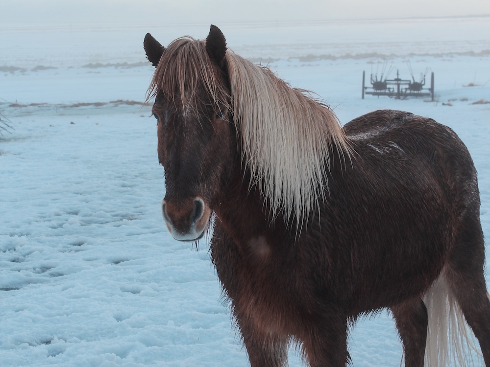 Icelandic horse
