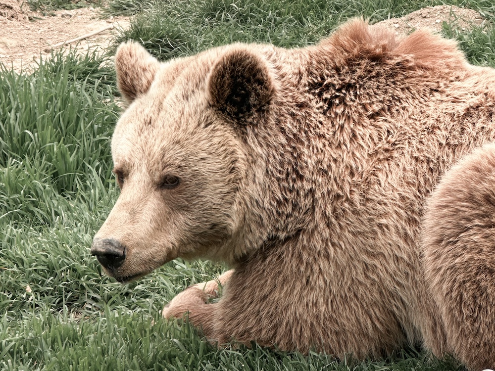 Bear in Kosovo