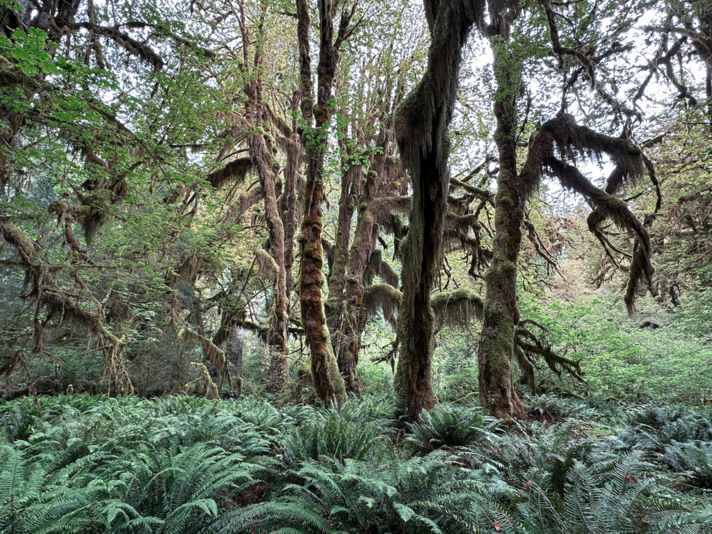 Hoh Rain Forest