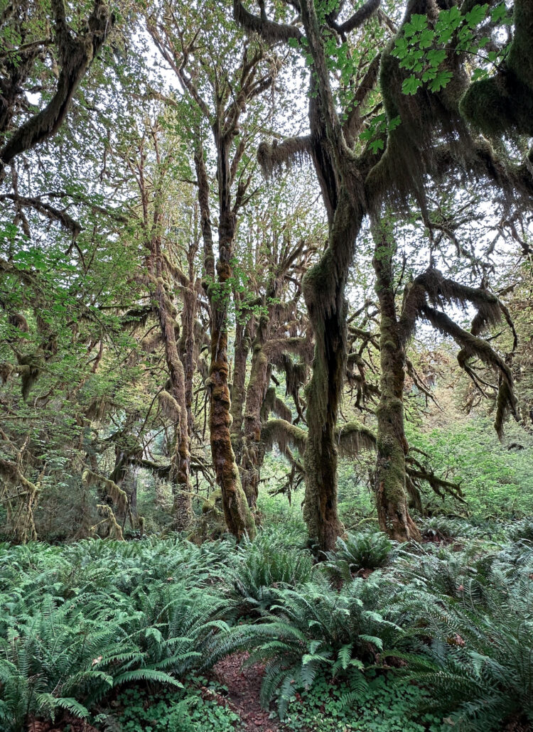 Where to Stay Near Olympic National Park
